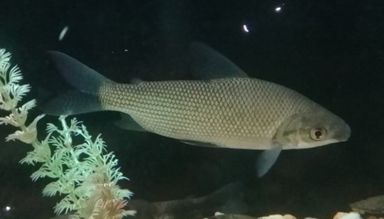 SÁBALO